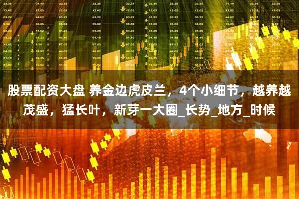 股票配资大盘 养金边虎皮兰，4个小细节，越养越茂盛，猛长叶，新芽一大圈_长势_地方_时候